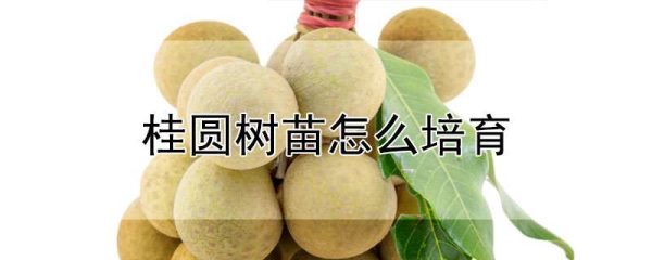 桂圆树苗怎么培育