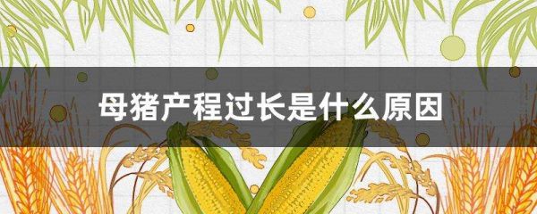 母猪产程过长是什么原因？