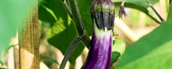 适合春天种植的农作物