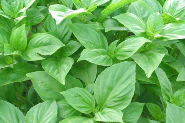 台湾九层塔是不是罗勒