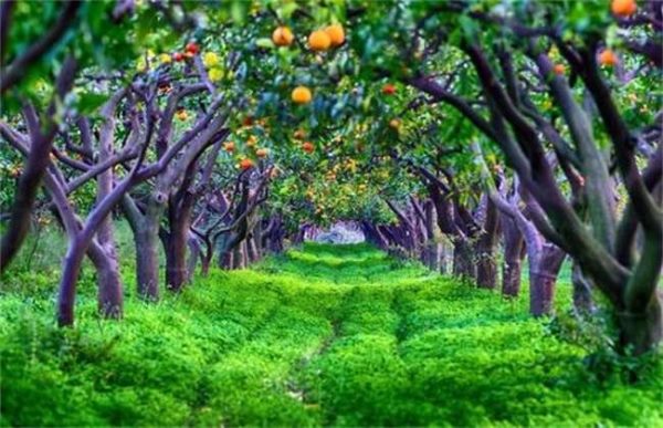 果园土壤改良多久？