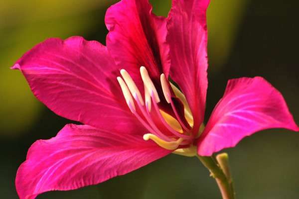 紫荆花秋季开花是怎么样的
