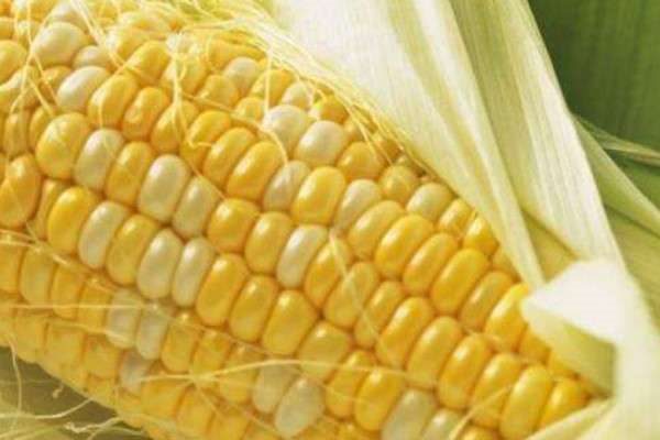 玉米种植时间和方法