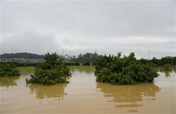 台风天气果园管理要点是什么？