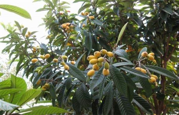 如何使枇杷多结果
