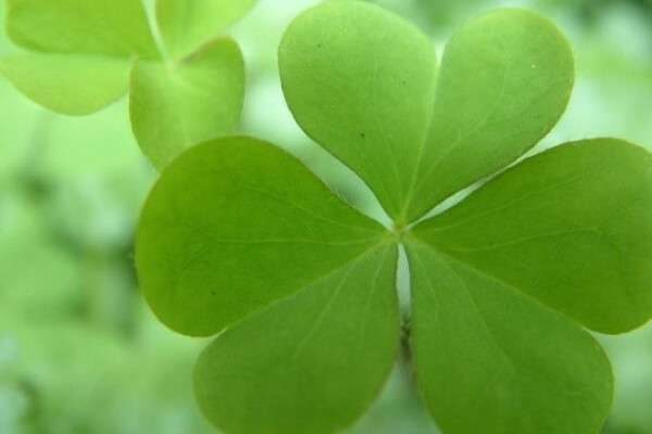 炸酱草叶子枯萎咋办