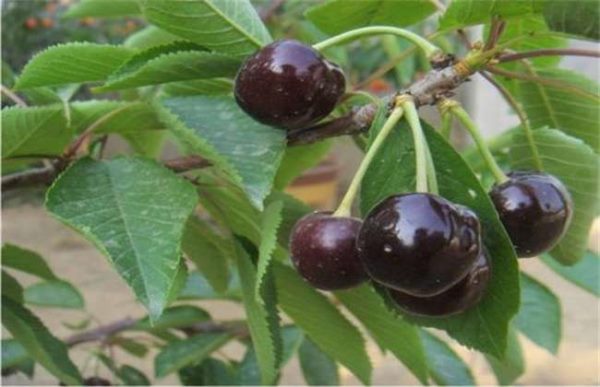 开春果园的基本管理