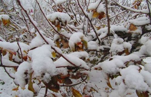 雪后苹果园如何管理