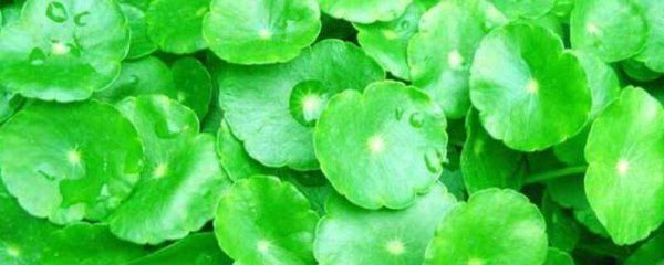 金钱草插枝怎么种