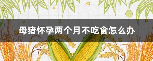 母猪怀孕两个月不吃食怎么办？