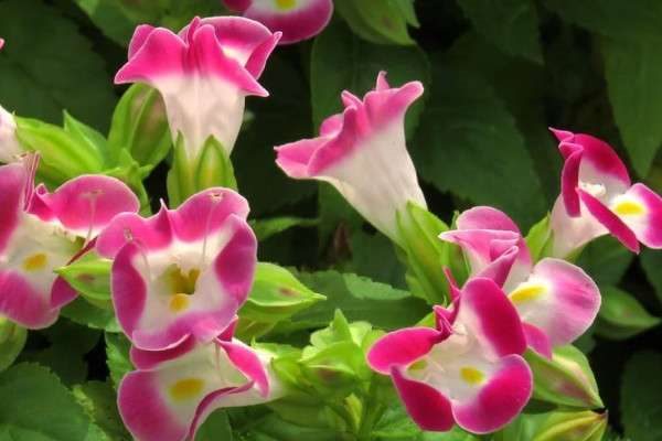 夏堇花如何收种子