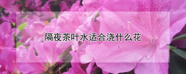 隔夜茶叶水适合浇什么花