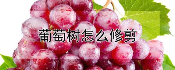 葡萄树怎么修剪