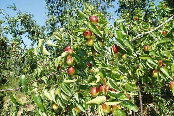 碱性土壤适合种植什么？