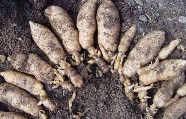 亩收益上万的种植品种