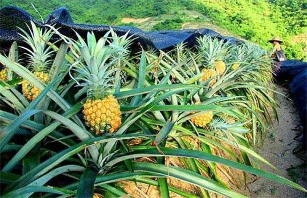 如何预防菠萝冻害