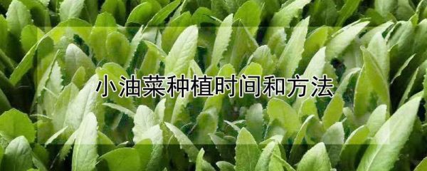 小油菜种植时间和方法
