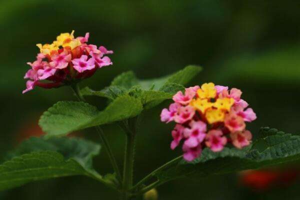 五色梅叶子焦枯