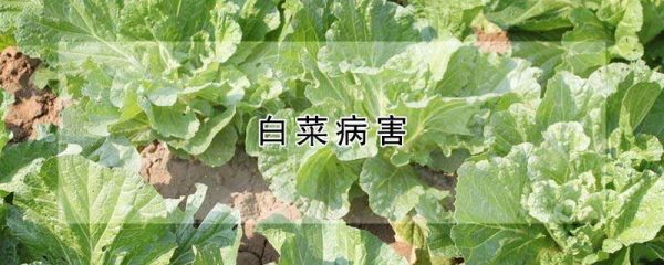 白菜病害