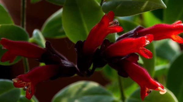 口红花怎么浇水