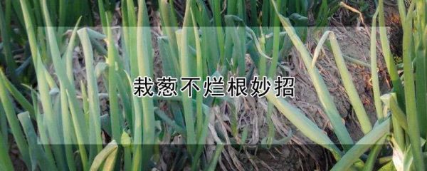 栽葱不烂根妙招