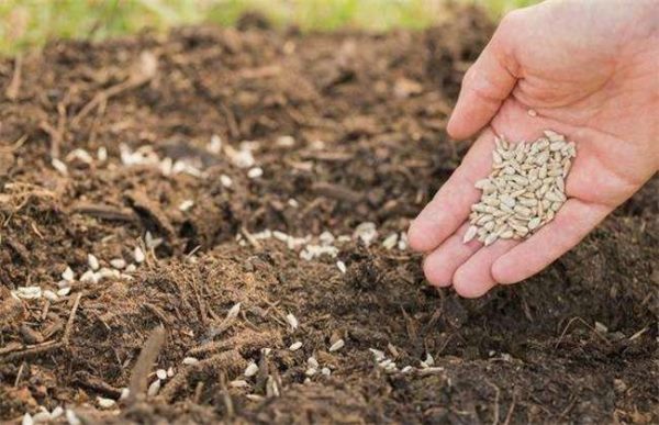 春耕种植注意事项