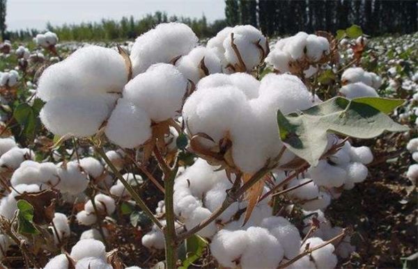 干旱地区适合种植什么？