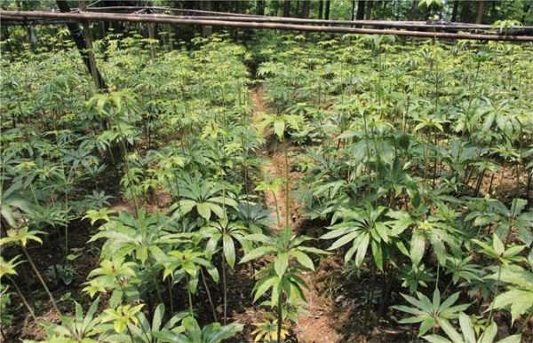 种植一亩重楼成本多少？