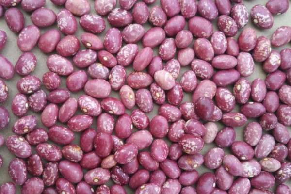 豆的种类有哪些？