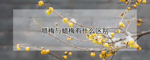 腊梅与蜡梅有什么区别