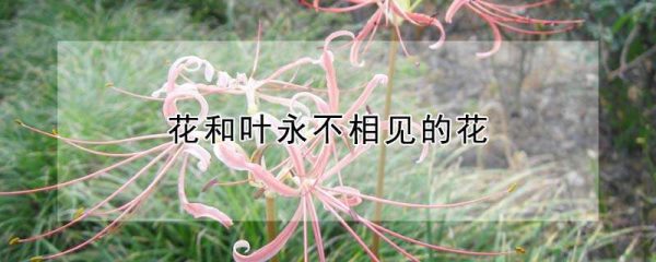 花和叶永不相见的花
