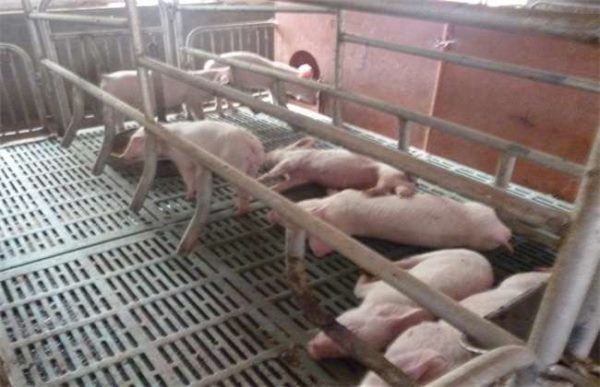 如何提高养猪的经济效益