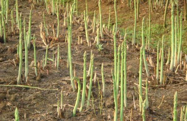 种一亩芦笋投资多少钱