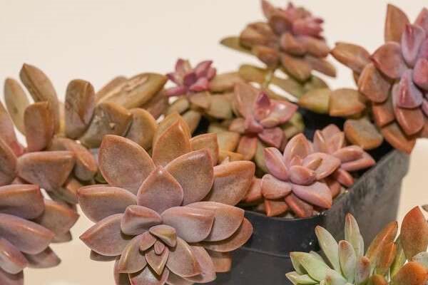 植物冻了如何恢复