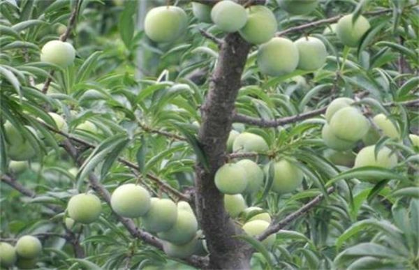 农村水果种植面对的难题