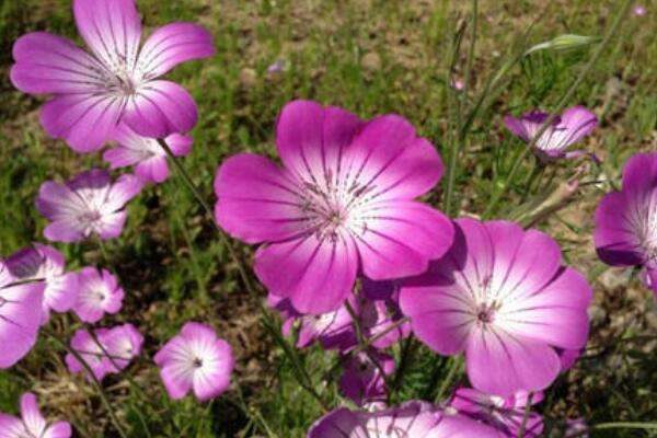 麦仙翁的种植方法