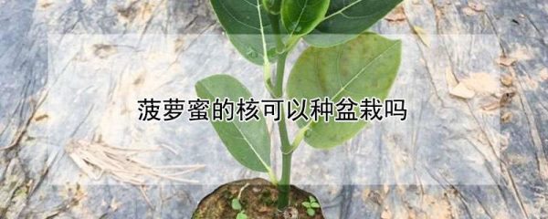 菠萝蜜的核可以种盆栽吗