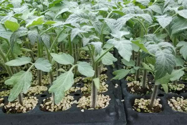 番茄苗只长高不长粗怎么办