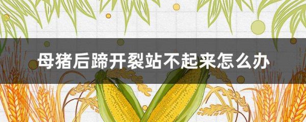 母猪后蹄开裂站不起来怎么办？