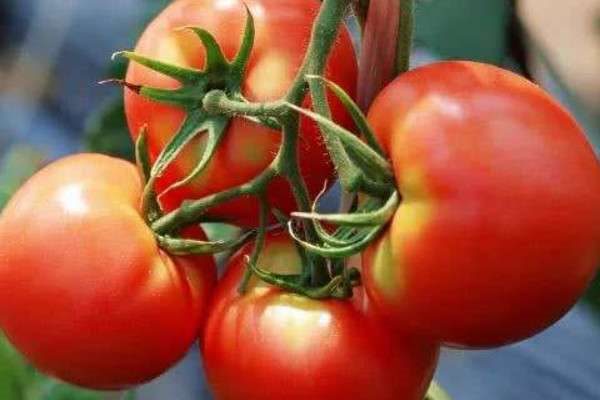 西红柿定植使用什么化肥