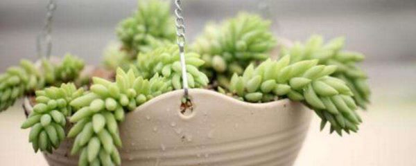 多肉的休眠期是什么时候