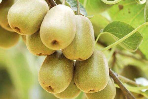 猕猴桃僵苗怎么办