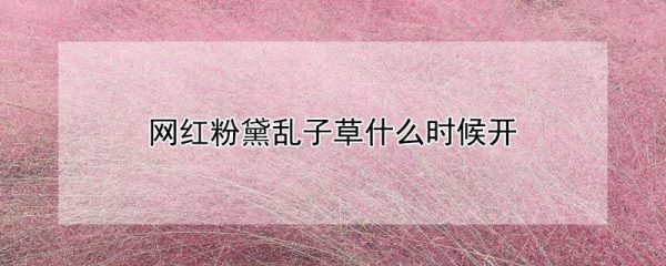 网红粉黛乱子草什么时候开