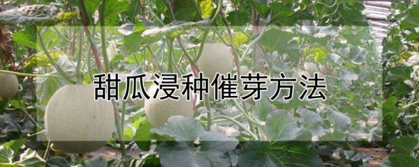 甜瓜浸种催芽方法