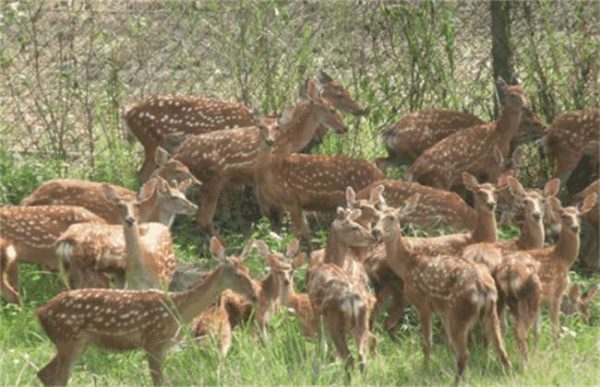 怎样养鹿才能赚钱