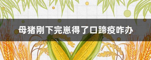 母猪刚下完崽得了口蹄疫咋办