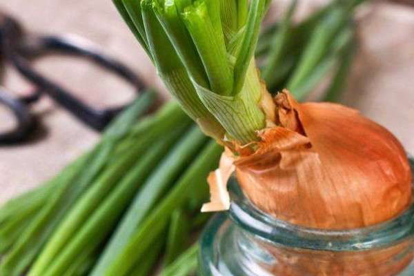 哪种蔬菜适合在家水培