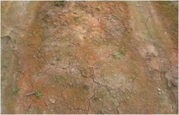 大棚土壤生锈发红原因及改良措施