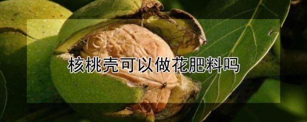 核桃壳可以做花肥料吗