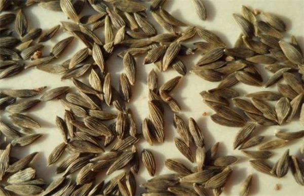 种子生虫了怎么办？